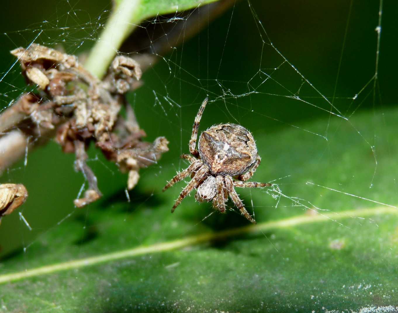 Araneus sp.